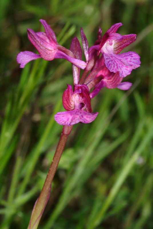 Livorno - Valle Benedetta - 6 specie di orchidee 01-05-09